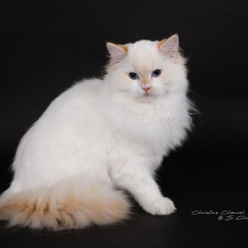 chat Ragdoll red point bicolor Azérya-Lüwen Trycoline’s