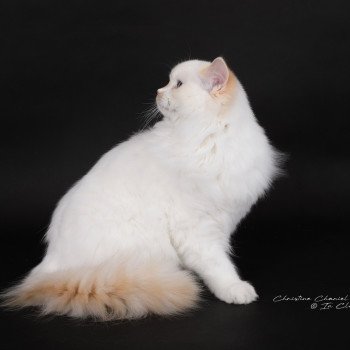 chat Ragdoll red point bicolor Azérya-Lüwen Trycoline’s