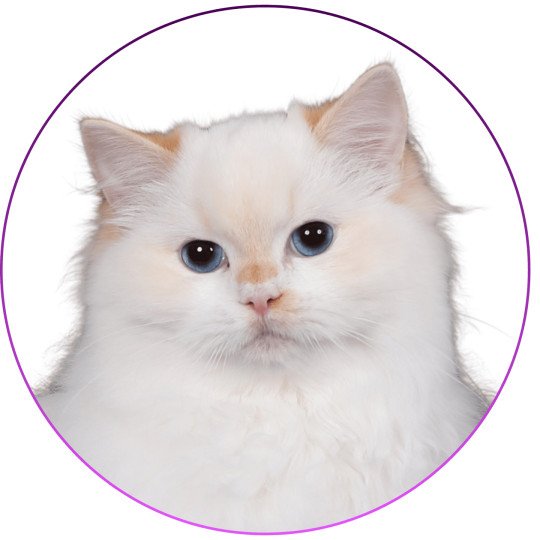 Trycoline’s Azérya-Lüwen Femelle Ragdoll