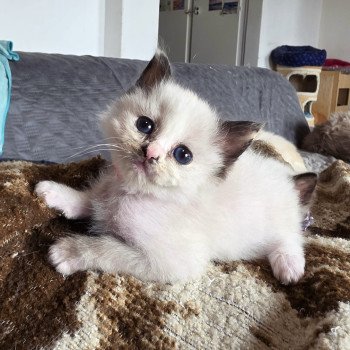 chat Ragdoll seal tortie point mitted Akshäya Miralys Trycoline’s chat Ragdoll seal tortie point mitted Akshäya Miralys Trycoline’s