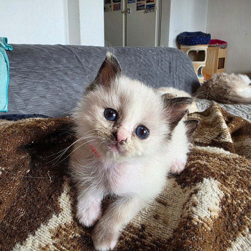 Trycoline’s Akshäya Miralys Femelle Ragdoll