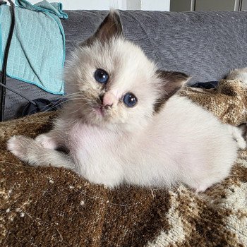 chat Ragdoll seal tortie point mitted Akshäya Miralys Trycoline’s chat Ragdoll seal tortie point mitted Akshäya Miralys Trycoline’s