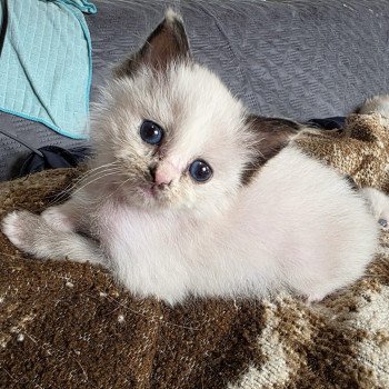 chat Ragdoll seal tortie point mitted Akshäya Miralys Trycoline’s chat Ragdoll seal tortie point mitted Akshäya Miralys Trycoline’s