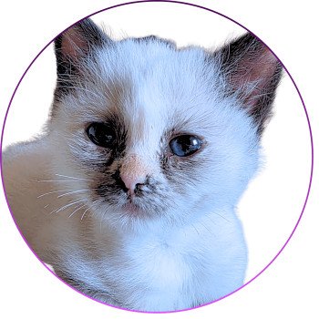 chat Ragdoll seal tortie point mitted Akshäya Miralys Trycoline’s