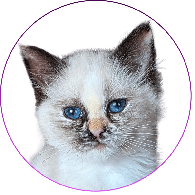 Trycoline’s Akshäya Miralys Femelle Ragdoll