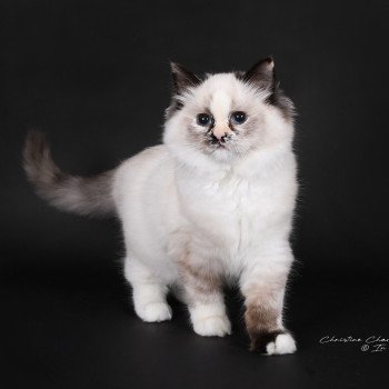 chat Ragdoll seal tortie point mitted Akshäya Miralys Trycoline’s