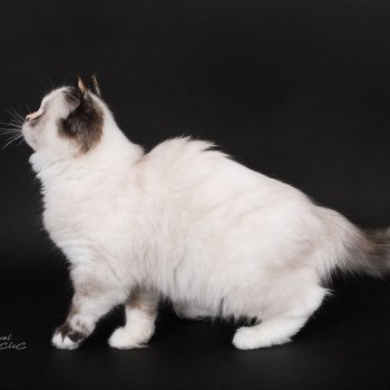 chat Ragdoll seal tortie point mitted Akshäya Miralys Trycoline’s