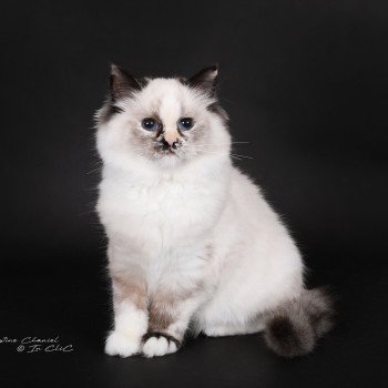 chat Ragdoll seal tortie point mitted Akshäya Miralys Trycoline’s