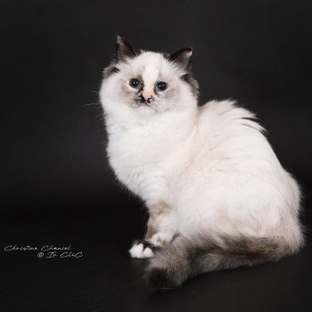 chat Ragdoll seal tortie point mitted Akshäya Miralys Trycoline’s