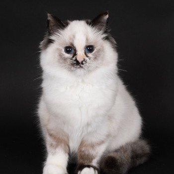 chat Ragdoll seal tortie point mitted Akshäya Miralys Trycoline’s