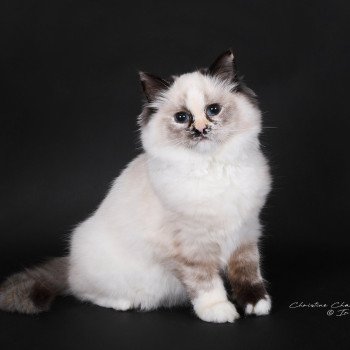 chat Ragdoll seal tortie point mitted Akshäya Miralys Trycoline’s