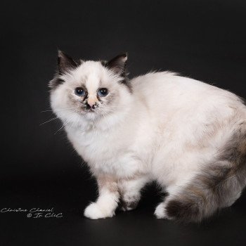chat Ragdoll seal tortie point mitted Akshäya Miralys Trycoline’s