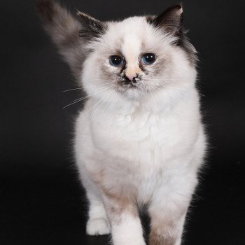 chat Ragdoll seal tortie point mitted Akshäya Miralys Trycoline’s