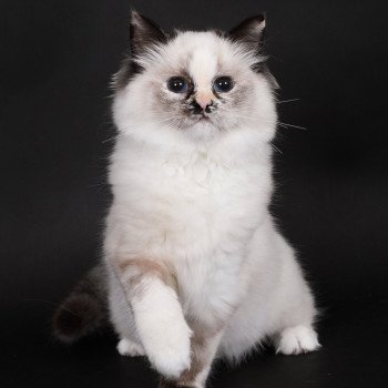 chat Ragdoll seal tortie point mitted Akshäya Miralys Trycoline’s