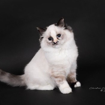 chat Ragdoll seal tortie point mitted Akshäya Miralys Trycoline’s