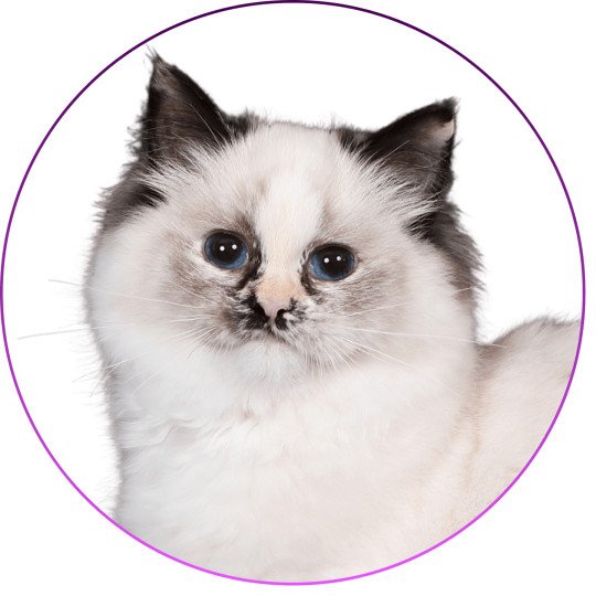 Trycoline’s Akshäya Miralys Femelle Ragdoll