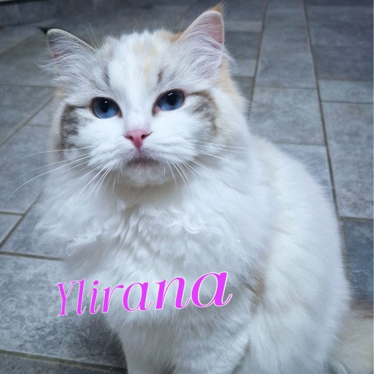 Trycoline’s Ylirana (Collier Orange) Femelle Ragdoll
