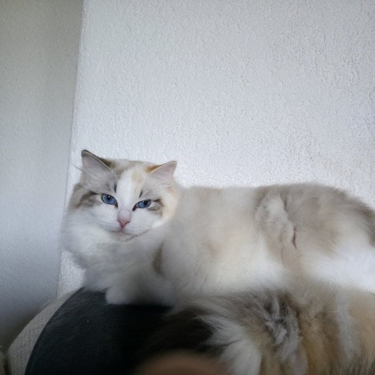 Trycoline’s Ylirana Femelle Ragdoll