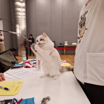 chat Ragdoll seal tortie tabby point bicolor Ylirana Trycoline’s chat Ragdoll seal tortie tabby point bicolor Ylirana Trycoline’s