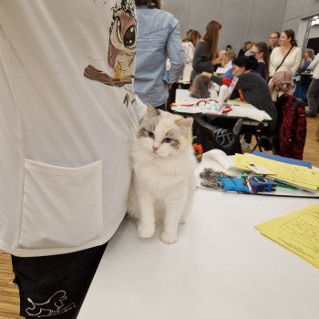 chat Ragdoll seal tortie tabby point bicolor Ylirana Trycoline’s chat Ragdoll seal tortie tabby point bicolor Ylirana Trycoline’s
