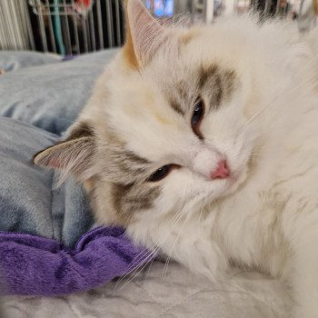 chat Ragdoll seal tortie tabby point bicolor Ylirana Trycoline’s chat Ragdoll seal tortie tabby point bicolor Ylirana Trycoline’s