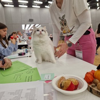 chat Ragdoll seal tortie tabby point bicolor Ylirana Trycoline’s chat Ragdoll seal tortie tabby point bicolor Ylirana Trycoline’s