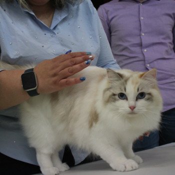 chat Ragdoll seal tortie tabby point bicolor Ylirana Trycoline’s chat Ragdoll seal tortie tabby point bicolor Ylirana Trycoline’s