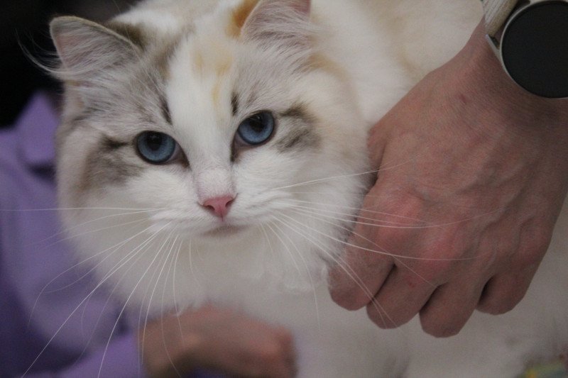 Trycoline’s Ylirana Femelle Ragdoll Trycoline’s Ylirana Femelle Ragdoll