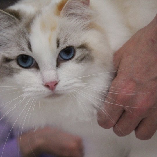 Trycoline’s Ylirana Femelle Ragdoll