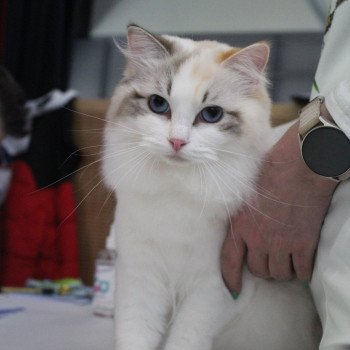 chat Ragdoll seal tortie tabby point bicolor Ylirana Trycoline’s chat Ragdoll seal tortie tabby point bicolor Ylirana Trycoline’s