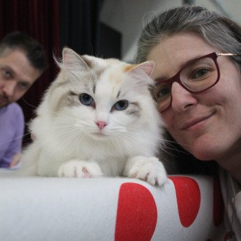 chat Ragdoll seal tortie tabby point bicolor Ylirana Trycoline’s chat Ragdoll seal tortie tabby point bicolor Ylirana Trycoline’s
