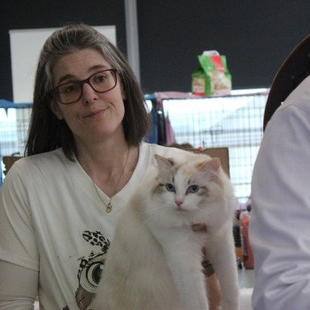 chat Ragdoll seal tortie tabby point bicolor Ylirana Trycoline’s chat Ragdoll seal tortie tabby point bicolor Ylirana Trycoline’s