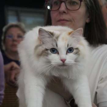 chat Ragdoll seal tortie tabby point bicolor Ylirana Trycoline’s chat Ragdoll seal tortie tabby point bicolor Ylirana Trycoline’s