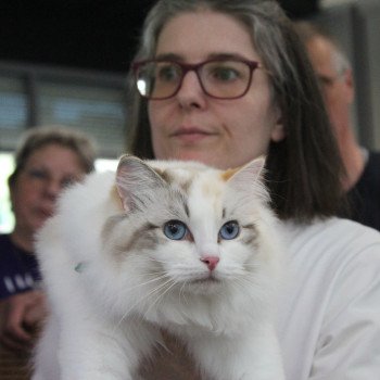 chat Ragdoll seal tortie tabby point bicolor Ylirana Trycoline’s chat Ragdoll seal tortie tabby point bicolor Ylirana Trycoline’s