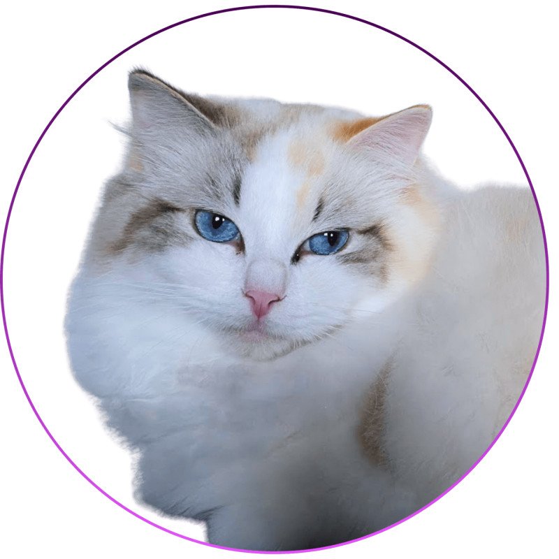 Trycoline’s Ylirana Femelle Ragdoll