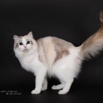 chat Ragdoll seal tortie tabby point bicolor Ylirana Trycoline’s