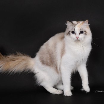 chat Ragdoll seal tortie tabby point bicolor Ylirana Trycoline’s