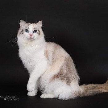 chat Ragdoll seal tortie tabby point bicolor Ylirana Trycoline’s