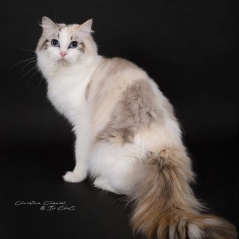chat Ragdoll seal tortie tabby point bicolor Ylirana Trycoline’s