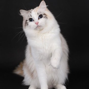 chat Ragdoll seal tortie tabby point bicolor Ylirana Trycoline’s