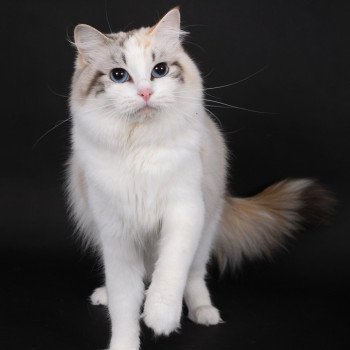 chat Ragdoll seal tortie tabby point bicolor Ylirana Trycoline’s