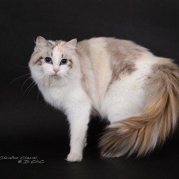 chat Ragdoll seal tortie tabby point bicolor Ylirana Trycoline’s