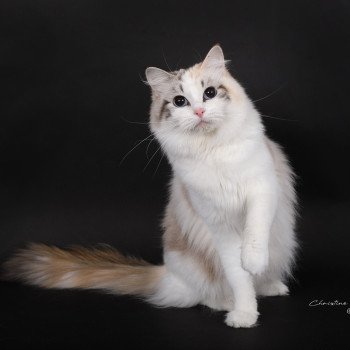 chat Ragdoll seal tortie tabby point bicolor Ylirana Trycoline’s