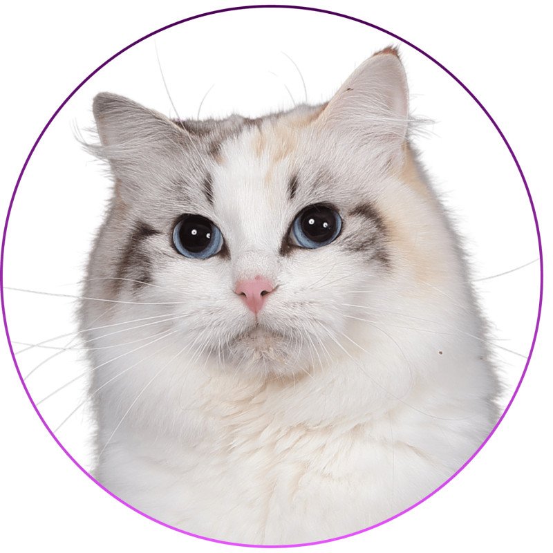 Trycoline’s Ylirana Femelle Ragdoll