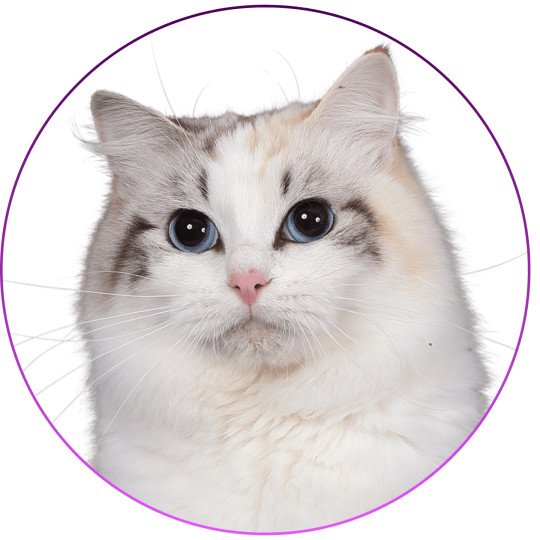 Trycoline’s Ylirana Femelle Ragdoll