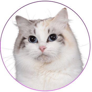 chat Ragdoll seal tortie tabby point bicolor Ylirana Trycoline’s