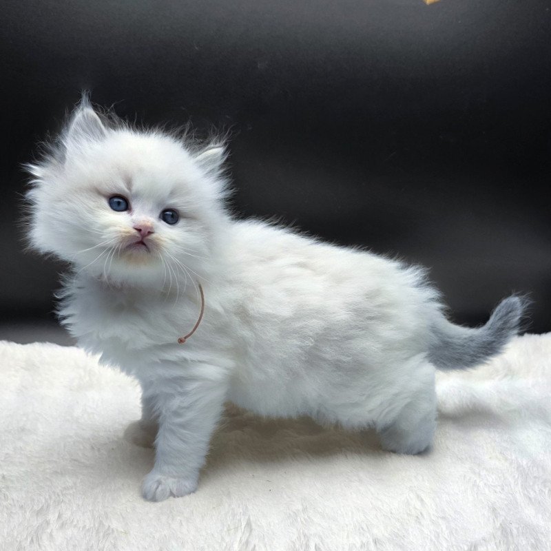 Trycoline’s Ahorani Ilaya (Collier Rose) Femelle Ragdoll