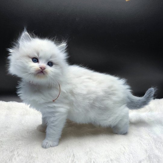 Trycoline’s Ahorani Ilaya (Collier Rose) Femelle Ragdoll