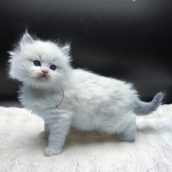 chaton Ragdoll seal tabby point bicolor Ahorani (Collier Rose) Trycoline’s
