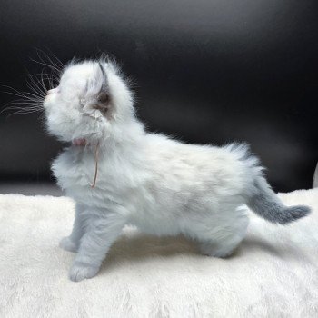 chaton Ragdoll seal tabby point bicolor Ahorani (Collier Rose) Trycoline’s